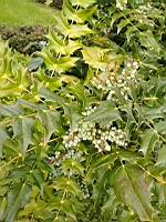 Mahonia bealei (4)